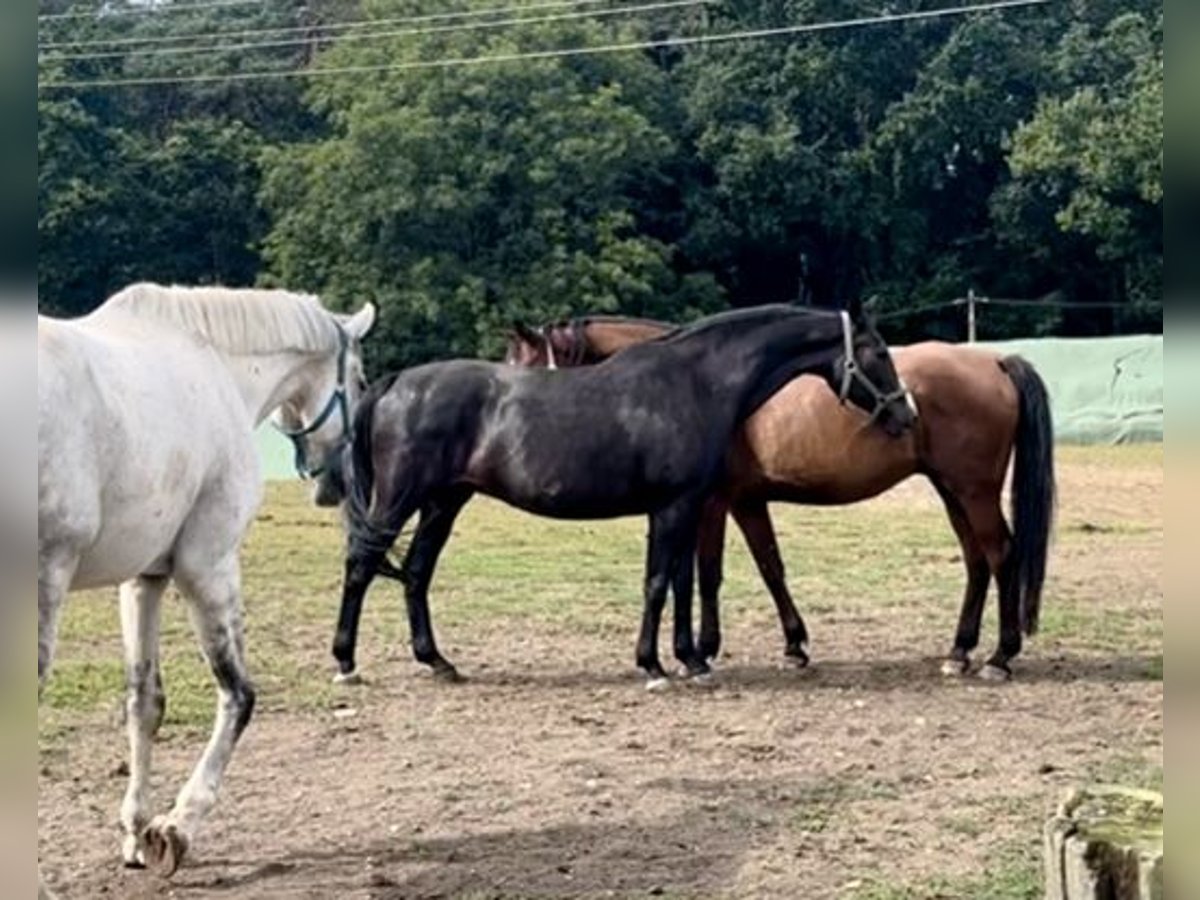 Oldenburger Merrie 20 Jaar 163 cm Zwartbruin in Warnow