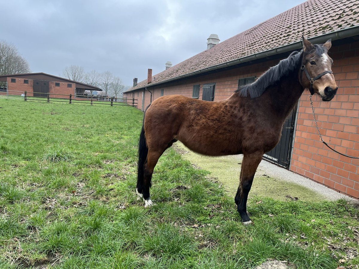 Oldenburger Merrie 21 Jaar Donkerbruin in Dinklage