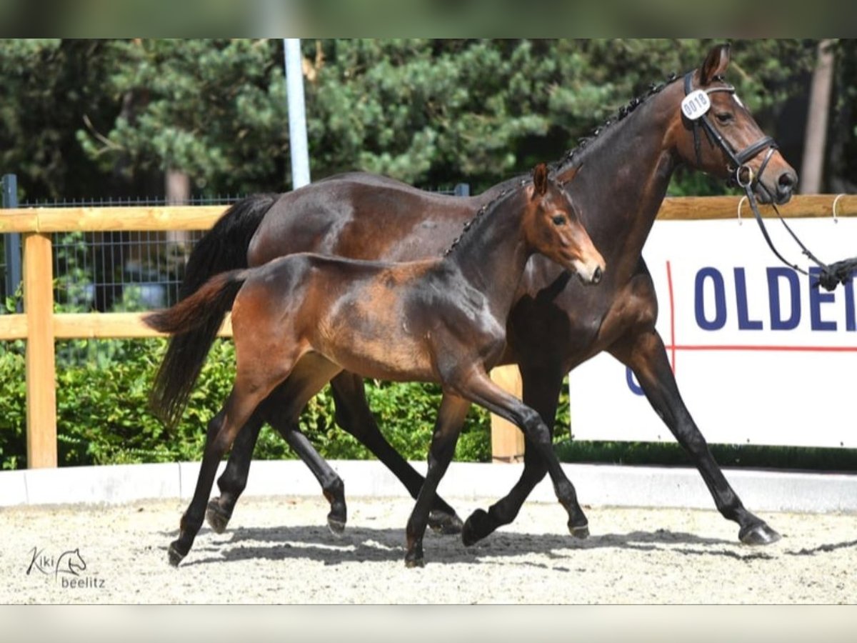 Oldenburger Merrie 22 Jaar 167 cm Bruin in Brockum