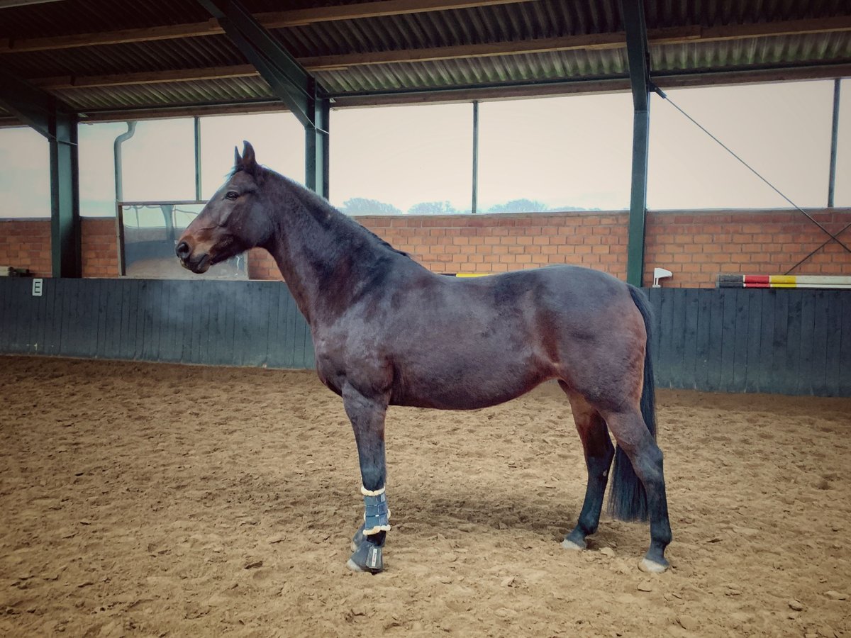Oldenburger Merrie 24 Jaar 162 cm Bruin in Preu&#xDF;isch Oldendorf