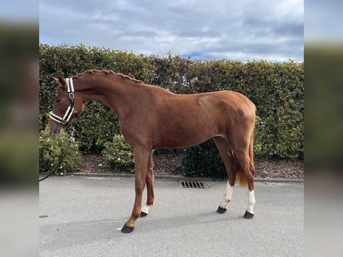Oldenburger Merrie 2 Jaar 159 cm Vos in Mengen