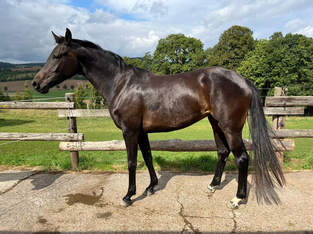 Oldenburger Merrie 2 Jaar 160 cm Donkerbruin in Einbeck