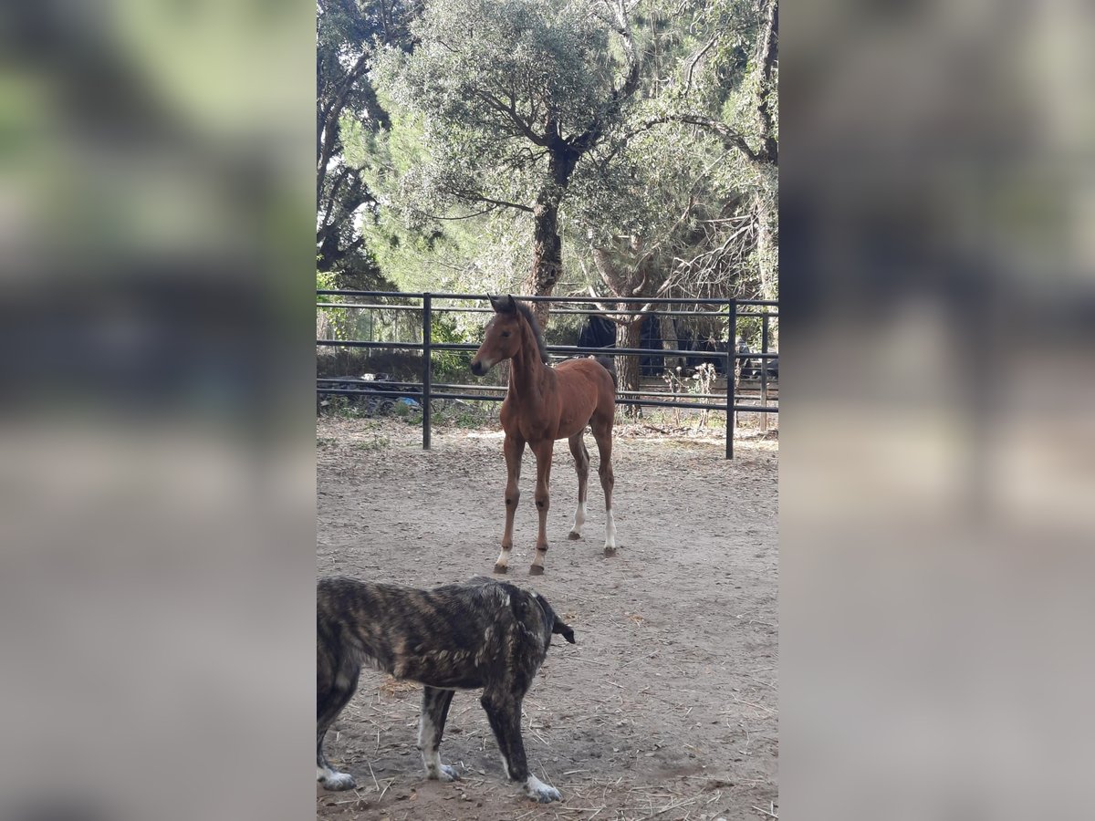 Oldenburger Merrie 2 Jaar 162 cm Lichtbruin in Piedralaves