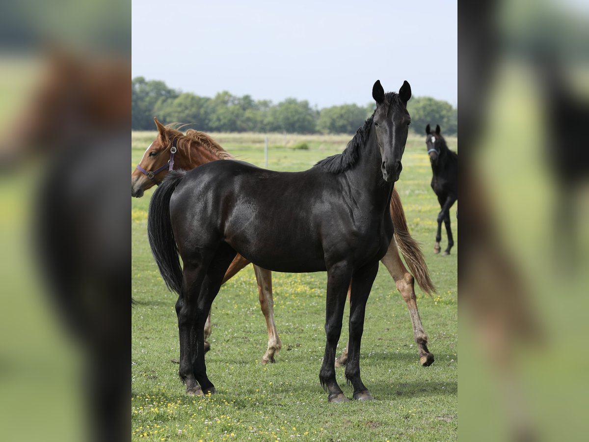 Oldenburger Merrie 2 Jaar 168 cm Zwart in Belgern