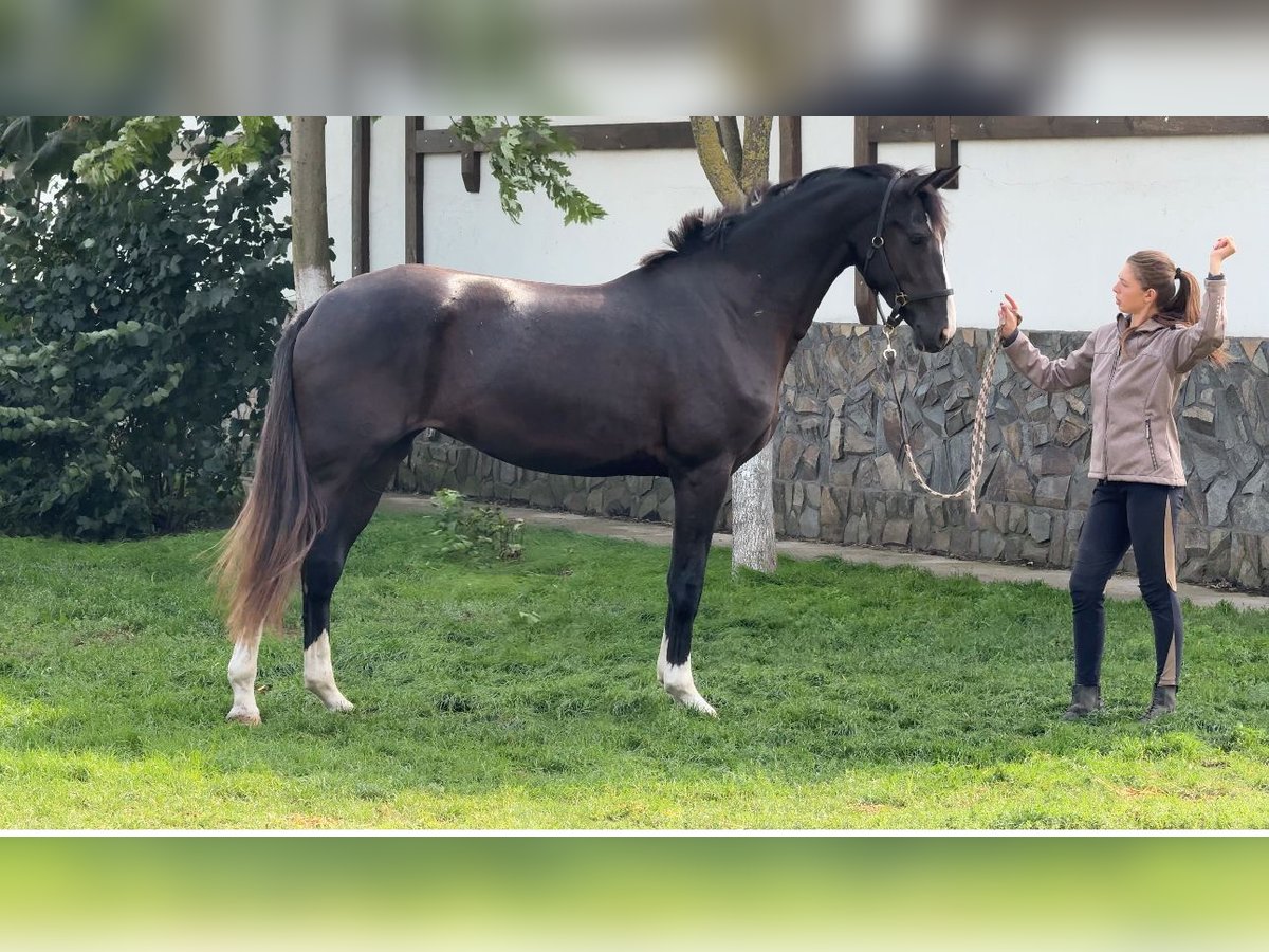 Oldenburger Merrie 2 Jaar 169 cm Zwart in Brytivka