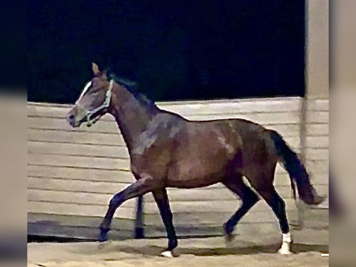 Oldenburger Merrie 2 Jaar 170 cm Donkerbruin in Rüsselsheim