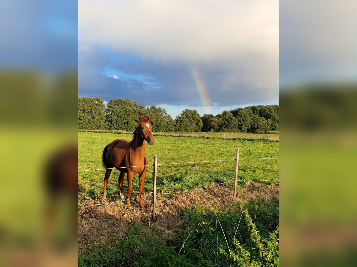 Oldenburger Merrie 2 Jaar 170 cm Vos in Brockum