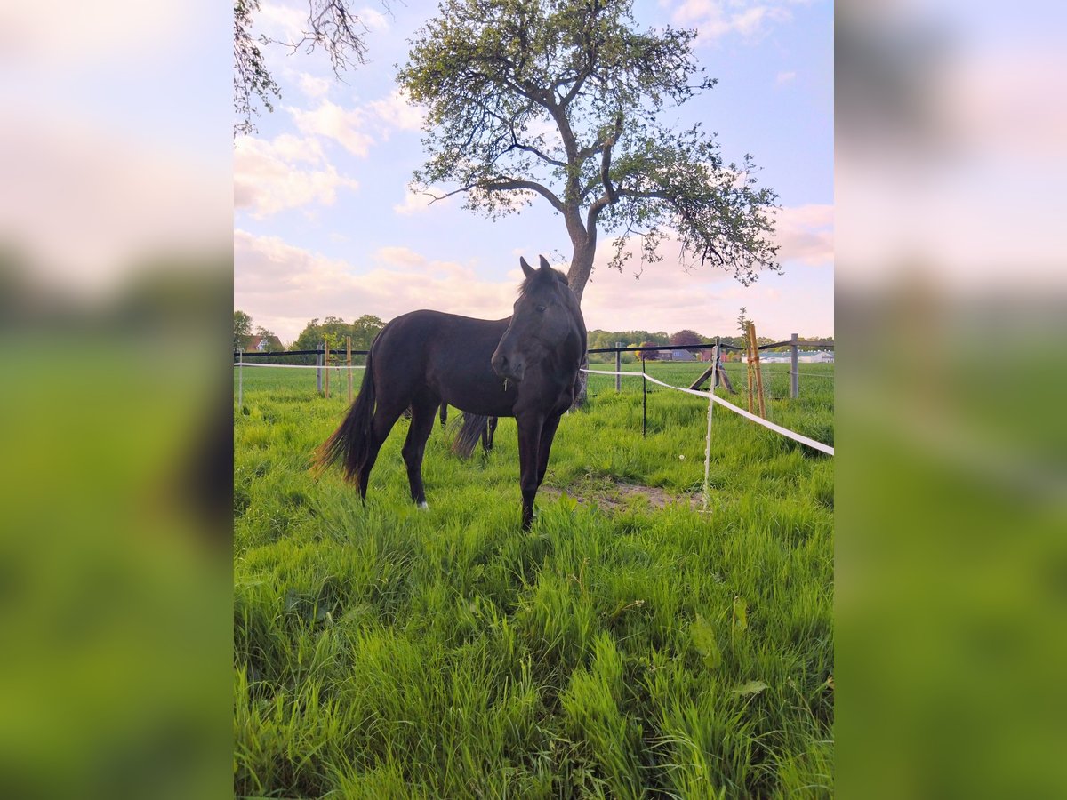 Oldenburger Merrie 2 Jaar 172 cm Donkerbruin in Cappeln (Oldenburg)