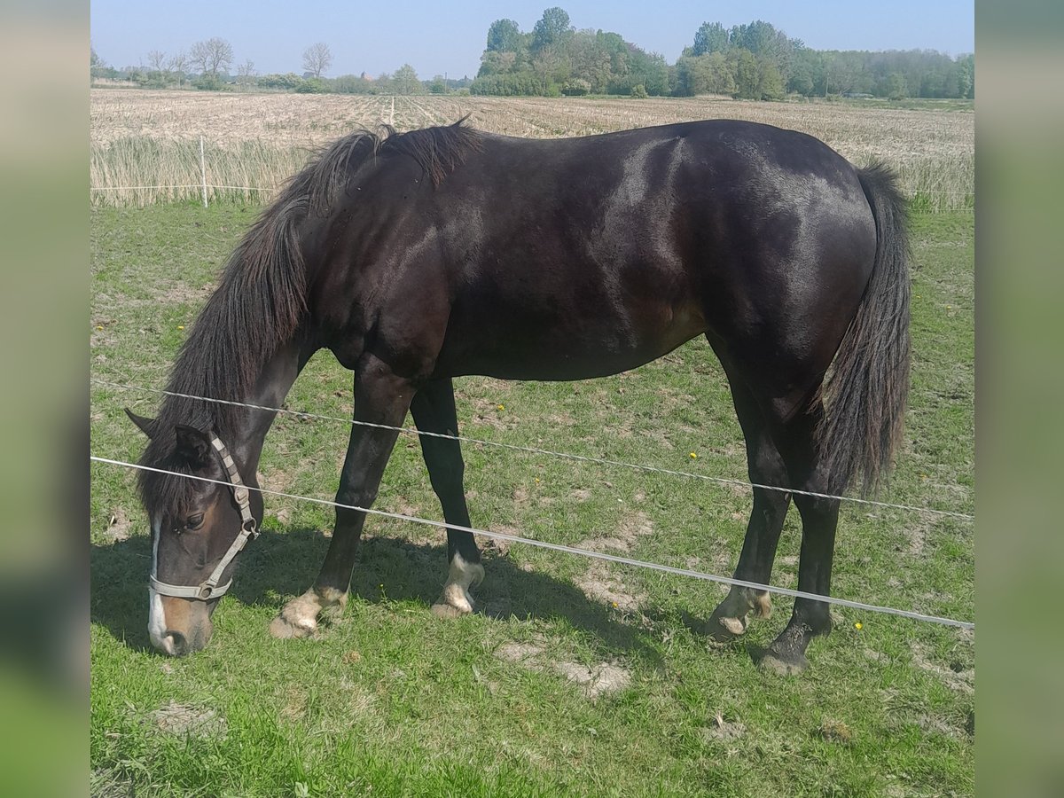 Oldenburger Merrie 2 Jaar Donkerbruin in Upgant-Schott