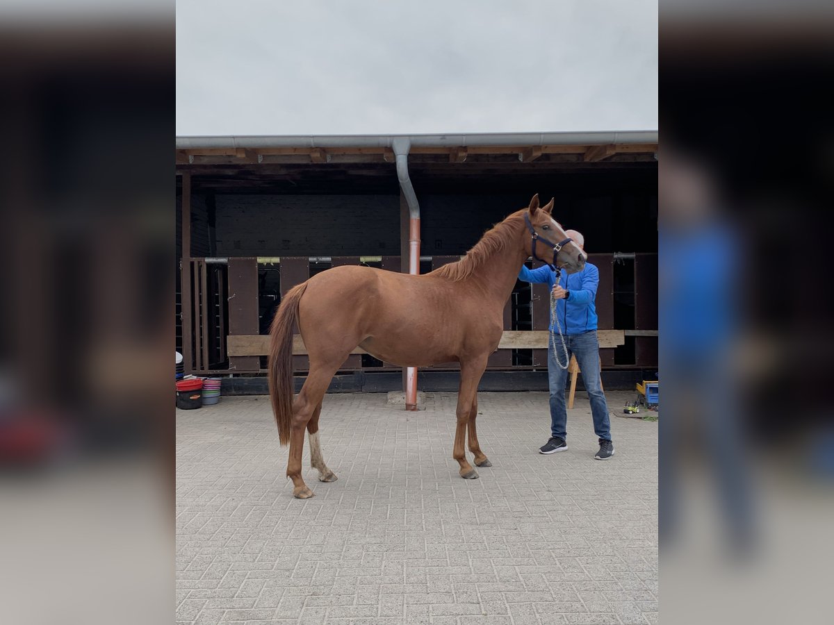 Oldenburger Merrie 2 Jaar Donkere-vos in Steinfeld