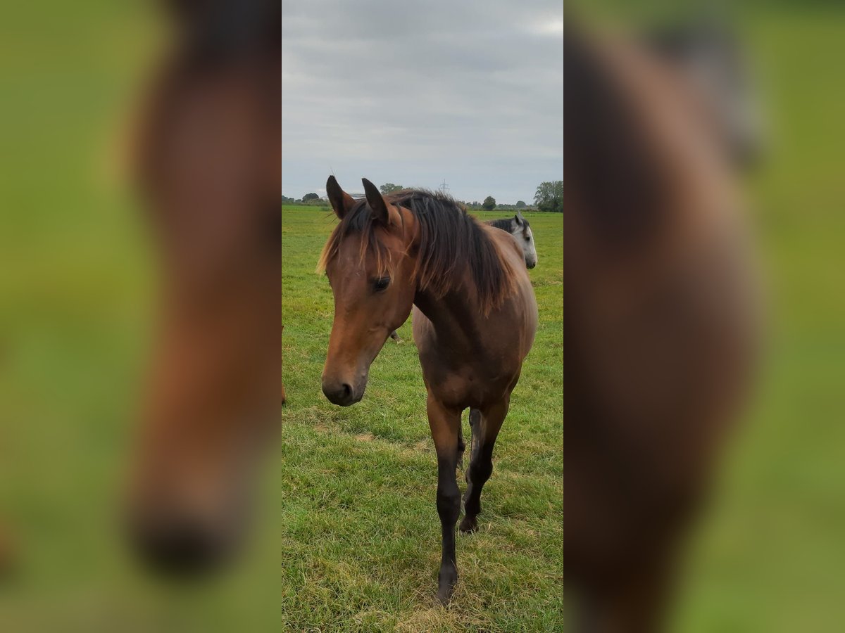 Oldenburger Merrie 2 Jaar in Ganderkesee