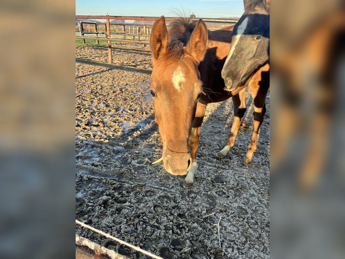 Oldenburger Merrie 2 Jaar Vos in Halle