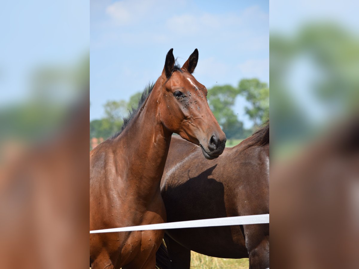 Oldenburger Mix Merrie 3 Jaar 156 cm Bruin in Ovelg&#xF6;nne