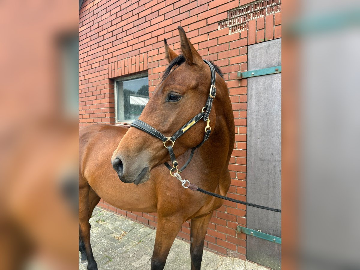 Oldenburger Merrie 3 Jaar 160 cm Bruin in Ganderkesee