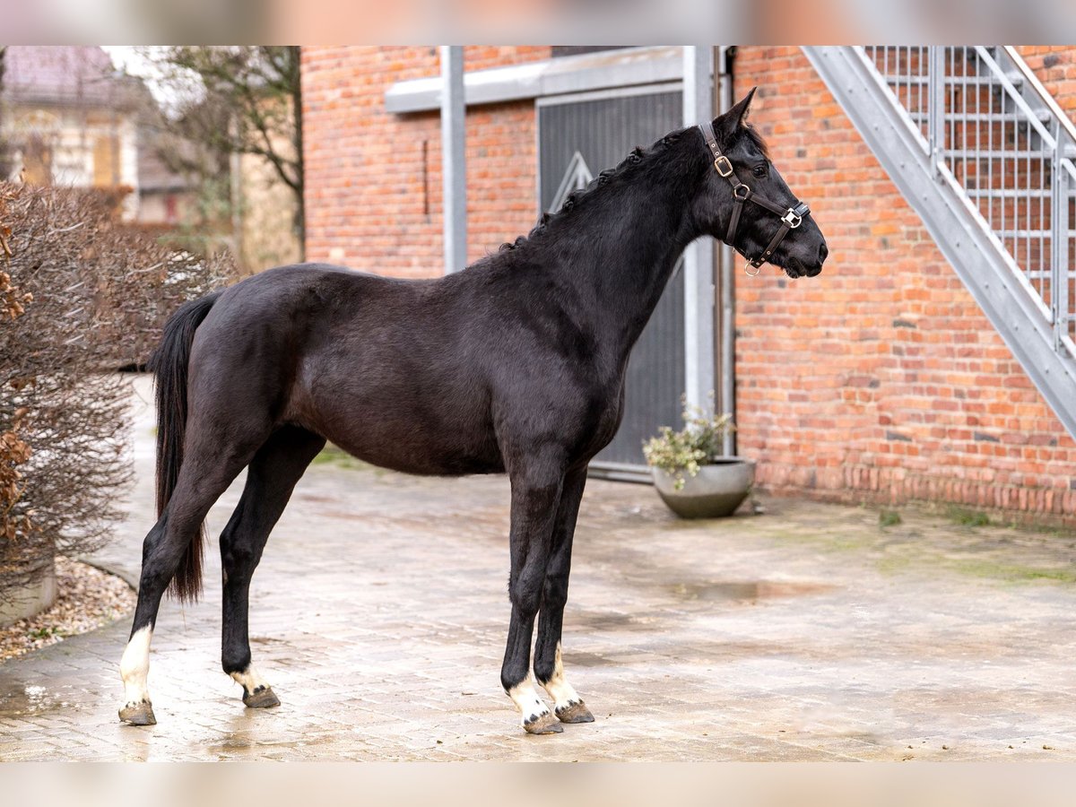 Oldenburger Merrie 3 Jaar 160 cm Zwart in Berlin