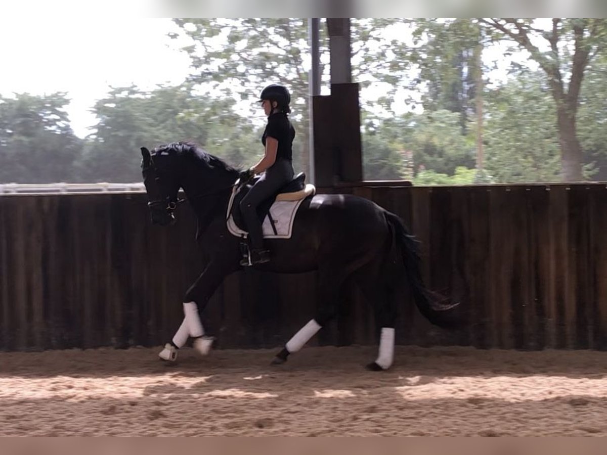 Oldenburger Merrie 3 Jaar 161 cm Donkerbruin in Neeritter