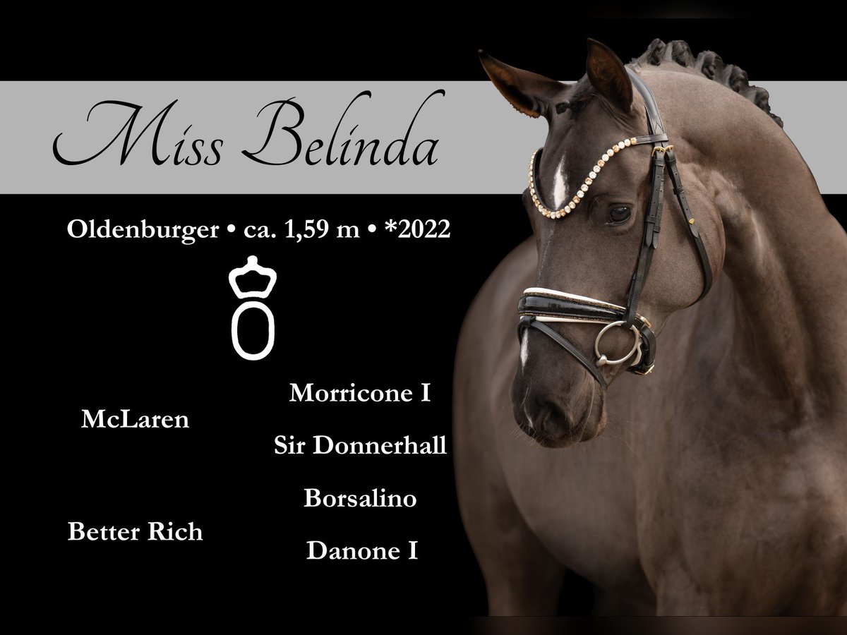 Oldenburger Merrie 3 Jaar 162 cm Zwartbruin in Wehringen