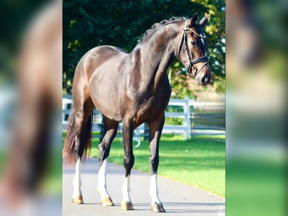 Oldenburger Merrie 3 Jaar 163 cm Donkerbruin in Berne