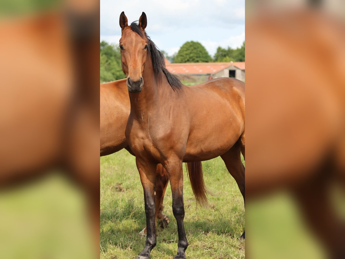 Oldenburger Merrie 3 Jaar 165 cm Bruin in L&#xFC;nne