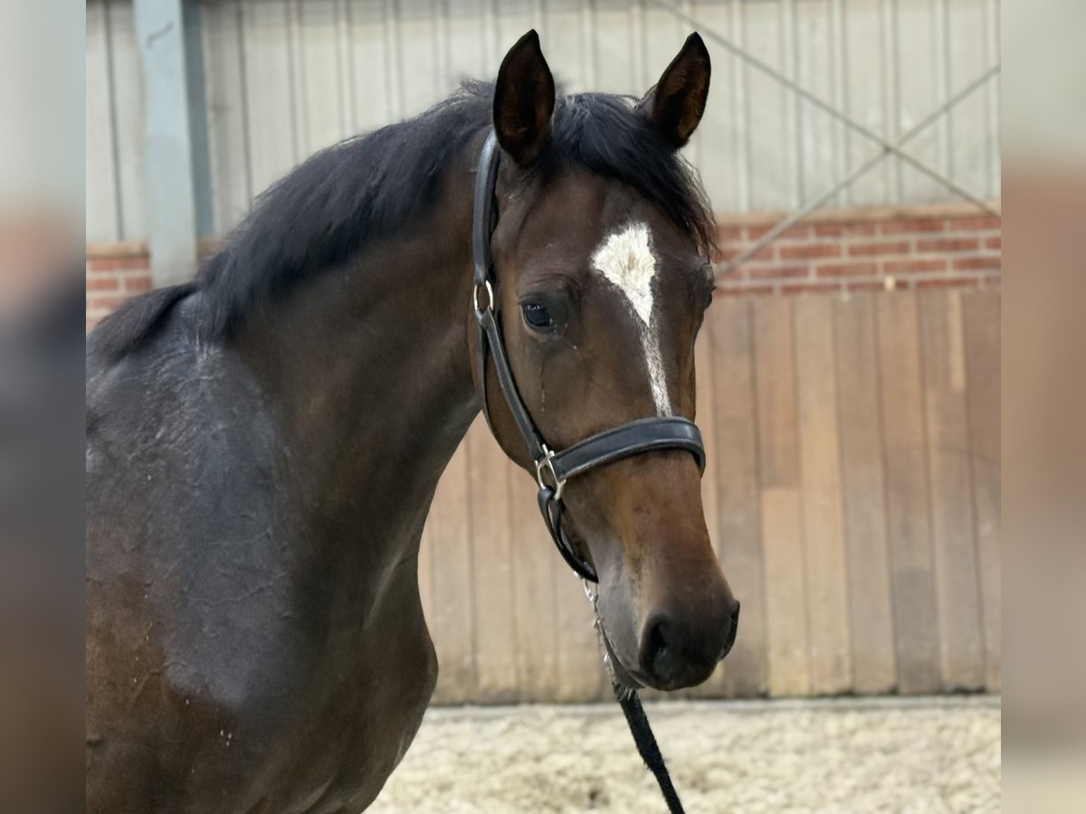 Oldenburger Merrie 3 Jaar 165 cm Donkerbruin in Zieuwent