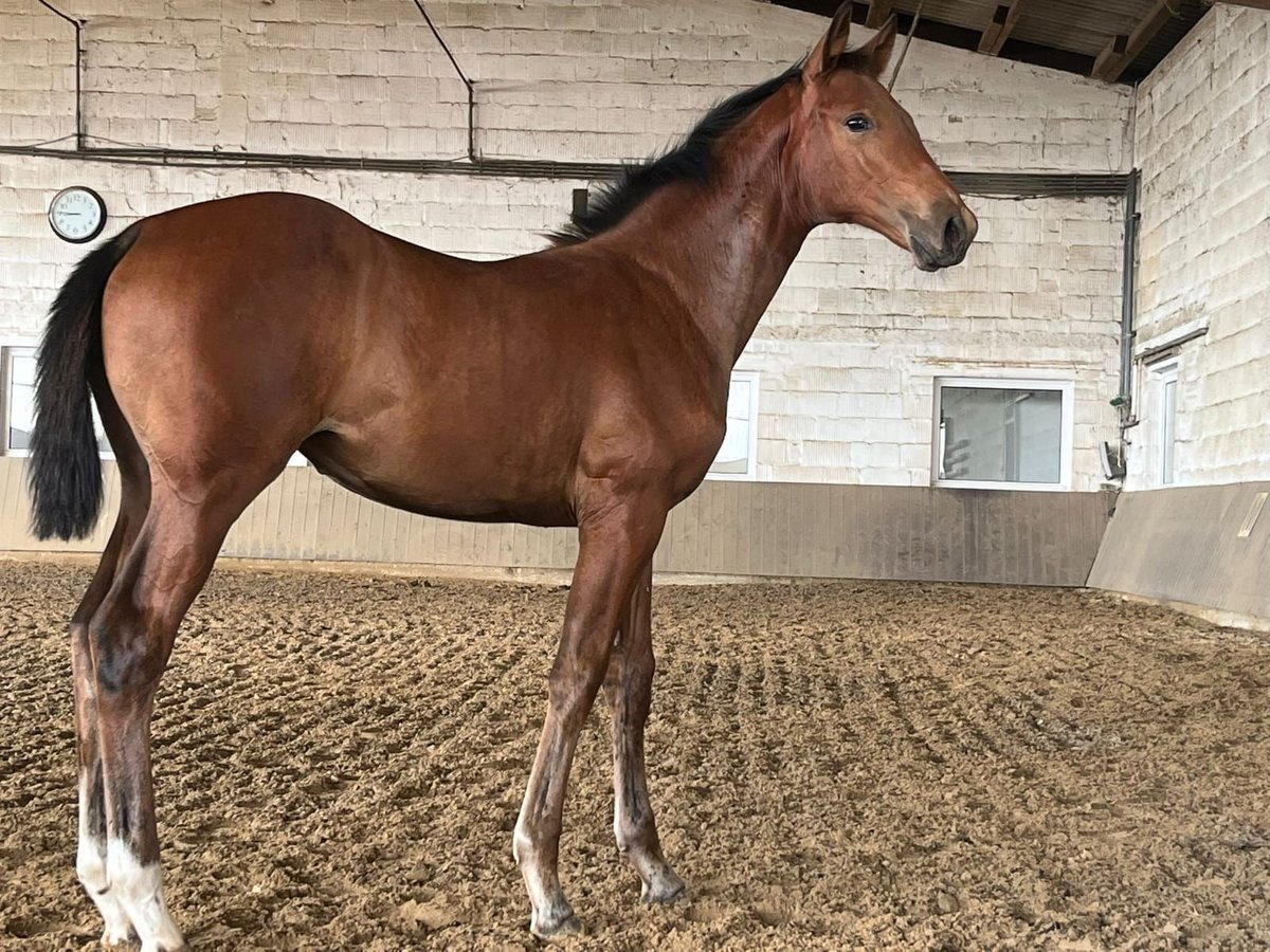 Oldenburger Merrie 3 Jaar 165 cm in Datteln