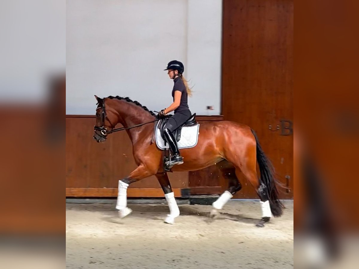 Oldenburger Merrie 3 Jaar 167 cm Roodbruin in Puszcza Maria&#x144;ska
