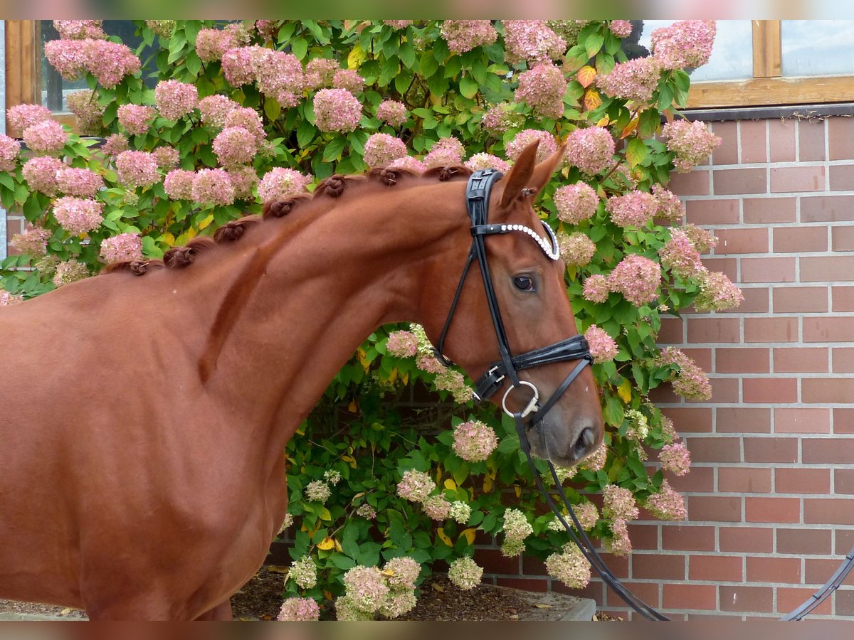 Oldenburger Merrie 3 Jaar 167 cm Vos in Drantum