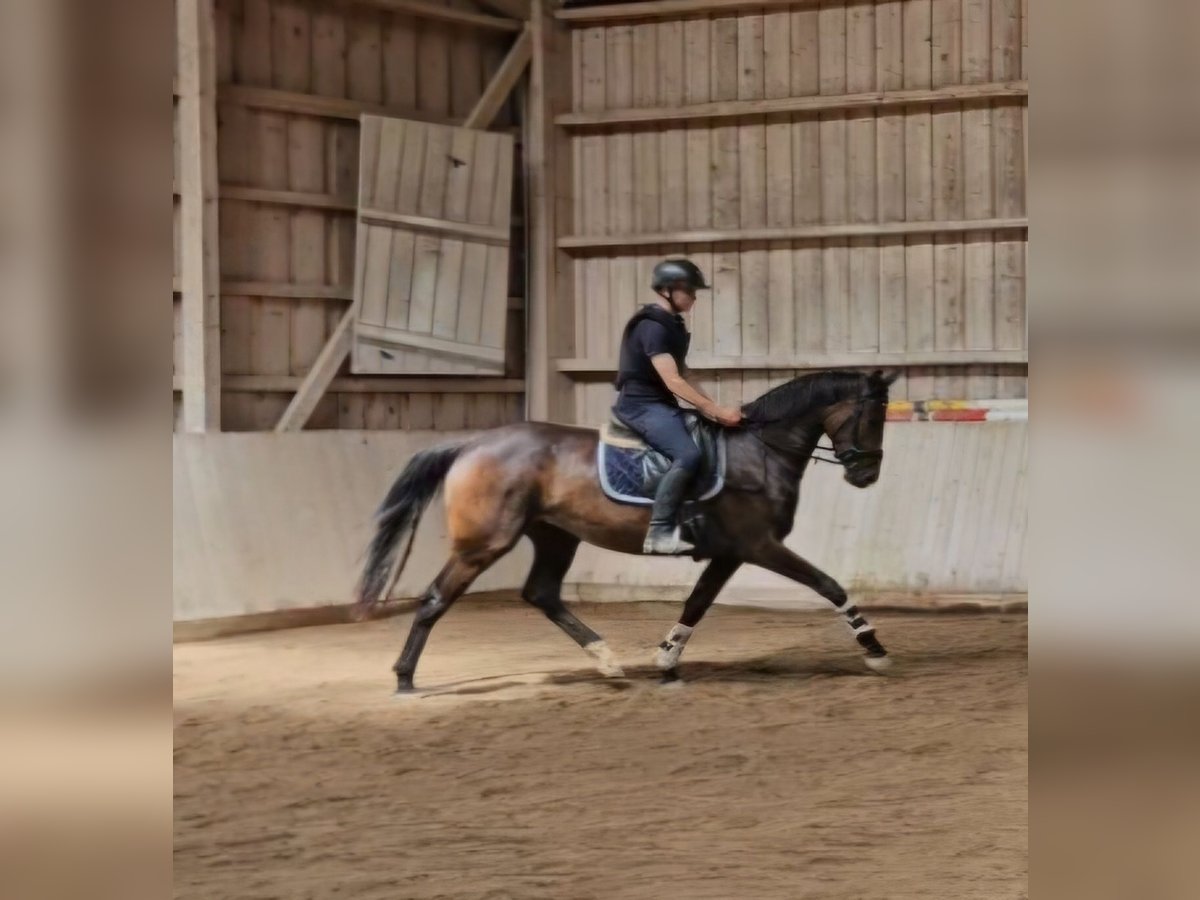 Oldenburger Merrie 3 Jaar 168 cm Donkerbruin in Sankt Wolfgang