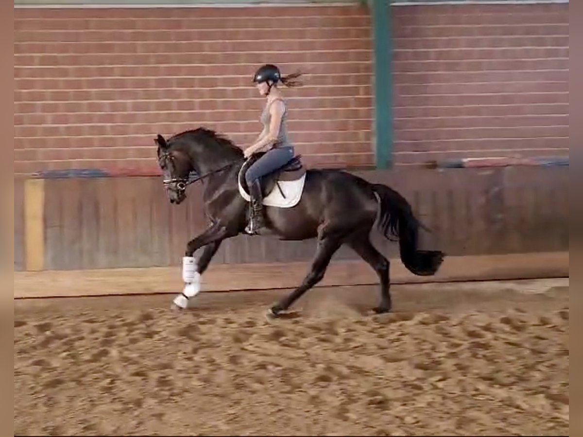 Oldenburger Merrie 3 Jaar 168 cm Zwartbruin in Alfhausen