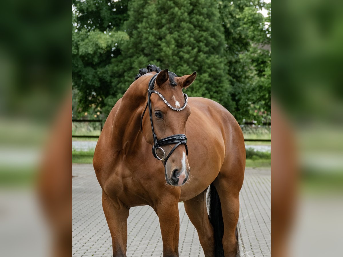 Oldenburger Merrie 3 Jaar 169 cm Bruin in Lippetal