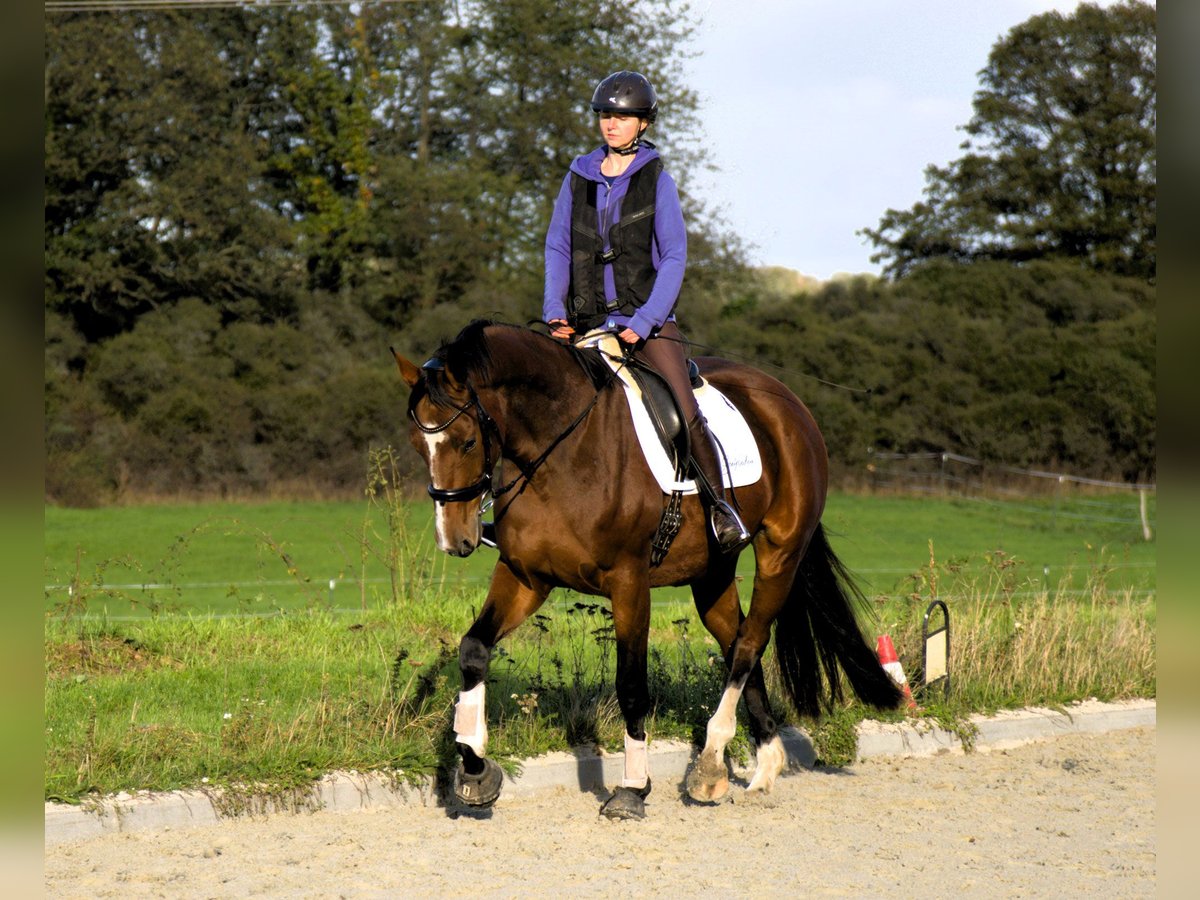 Oldenburger Merrie 3 Jaar 170 cm Bruin in Radeburg