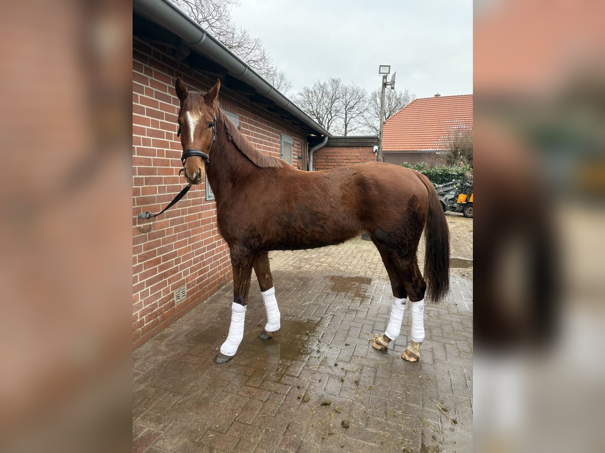 Oldenburger Merrie 3 Jaar 170 cm Vos in Brockum