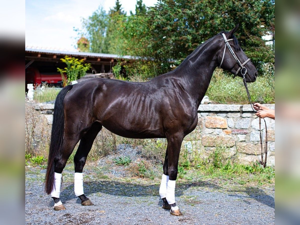 Oldenburger Merrie 3 Jaar 170 cm Zwart in Moritzburg