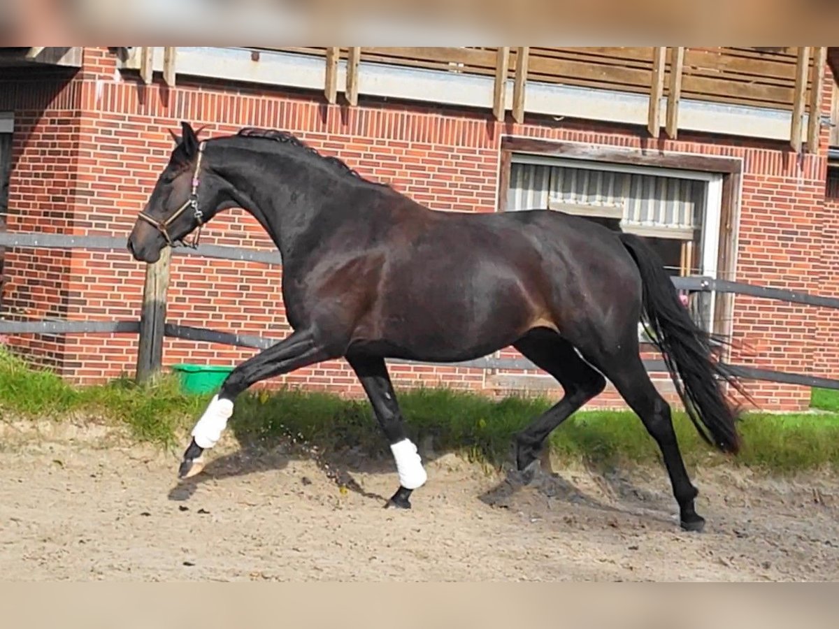 Oldenburger Merrie 3 Jaar 170 cm Zwartbruin in Butjadingen