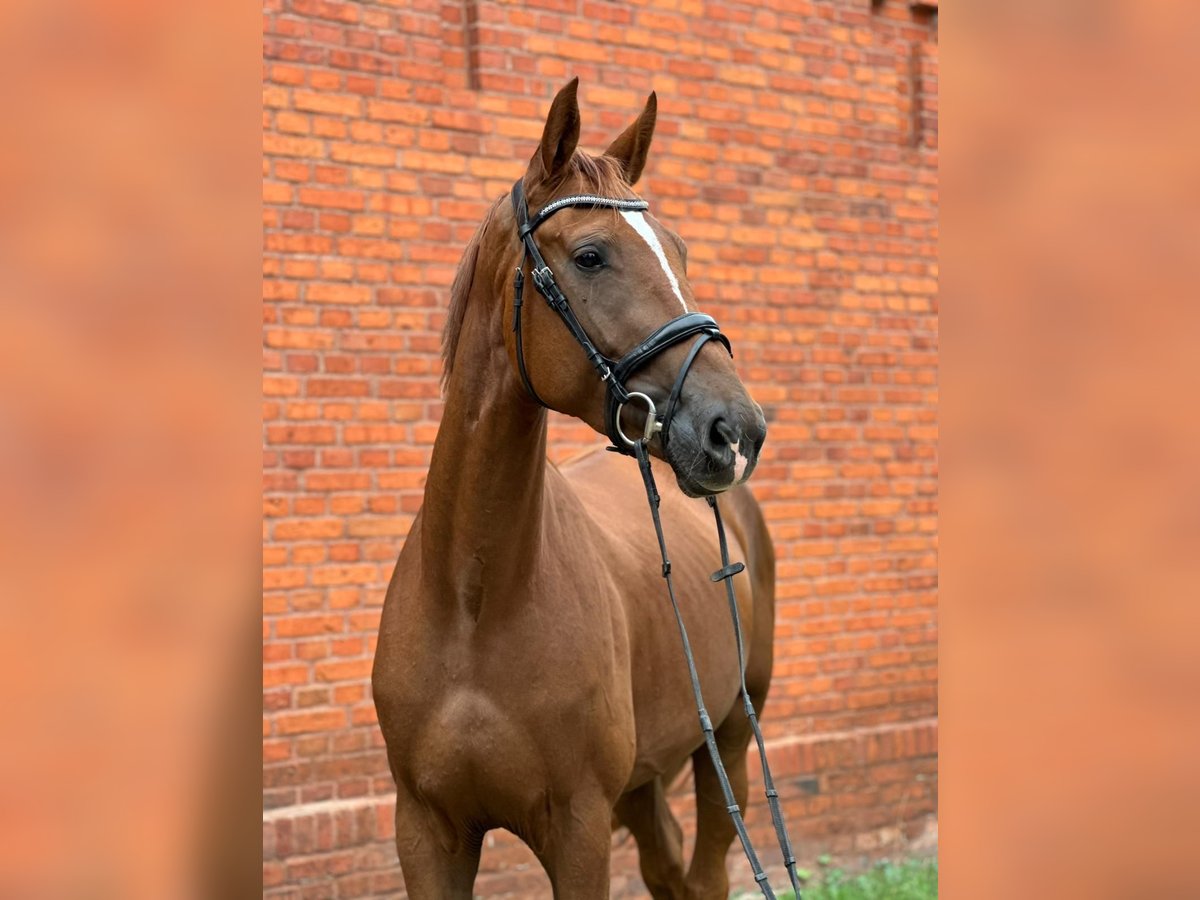 Oldenburger Merrie 3 Jaar 172 cm Donkere-vos in NeustadtDosse