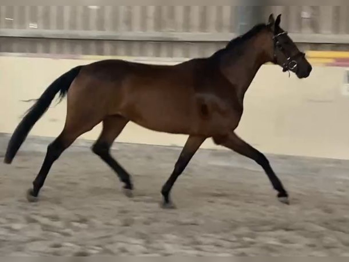 Oldenburger Merrie 4 Jaar 158 cm Vos in W&#xFC;rzburg