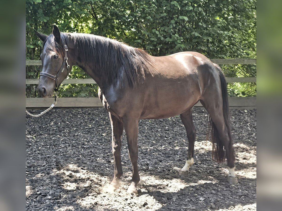Oldenburger Merrie 4 Jaar 158 cm Zwart in Haselbachtal