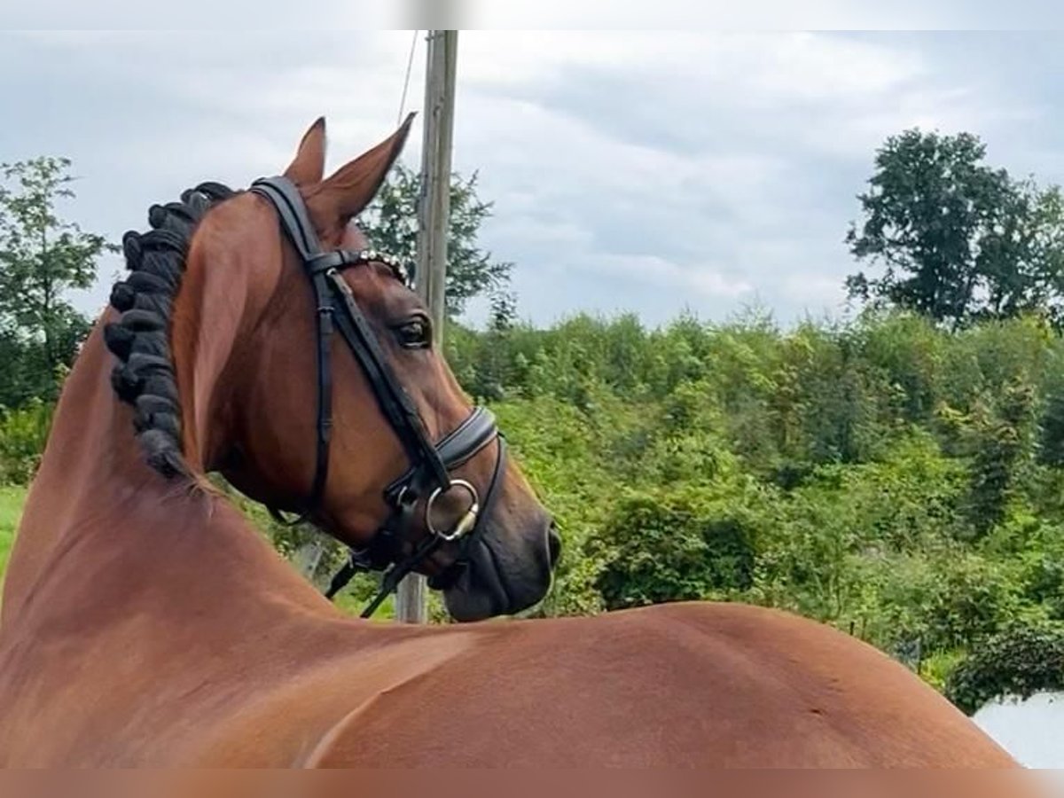 Oldenburger Merrie 4 Jaar 160 cm Bruin in Syke