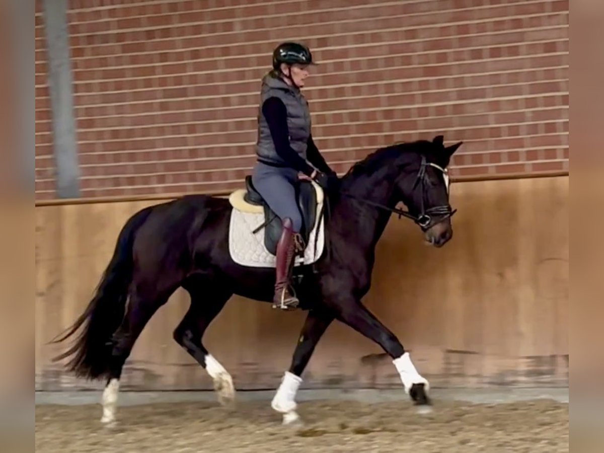 Oldenburger Merrie 4 Jaar 160 cm Donkerbruin in Ankum