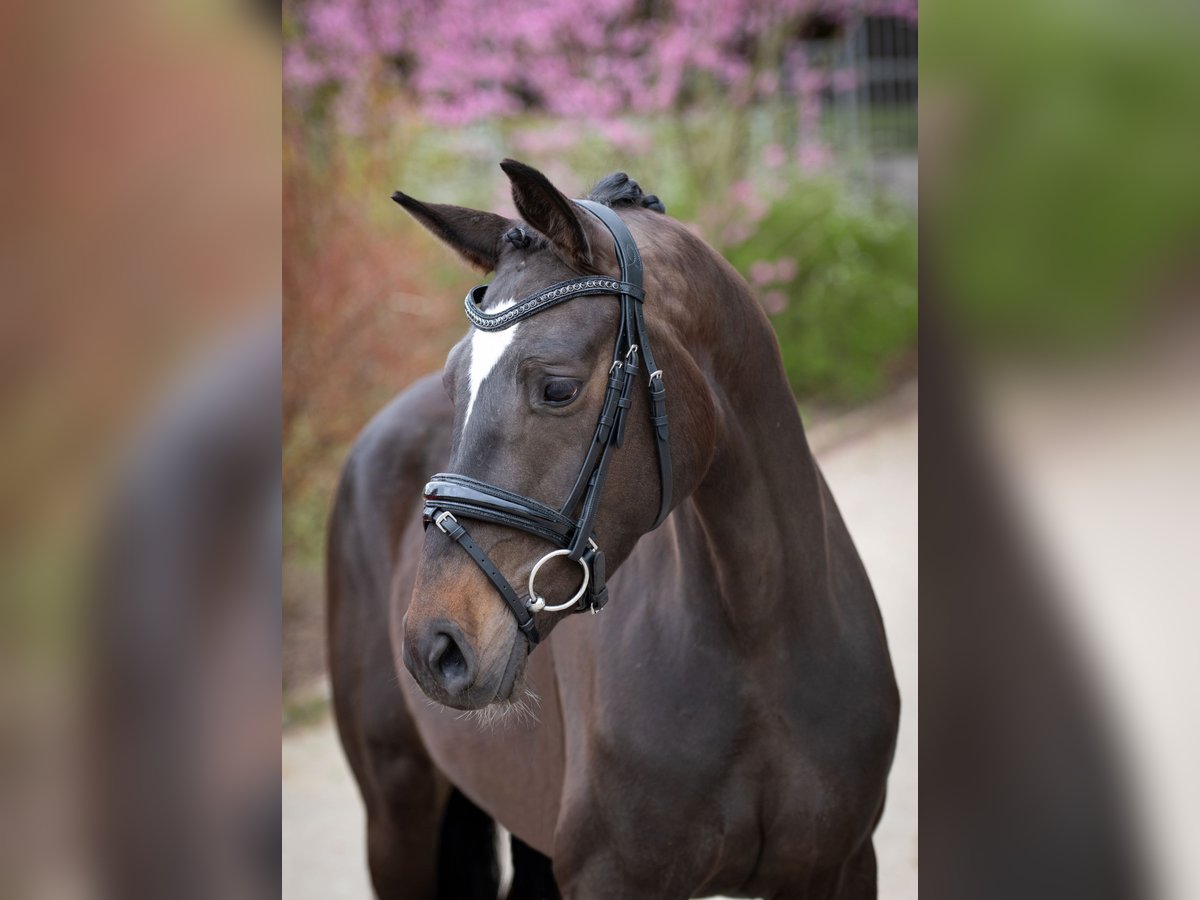 Oldenburger Merrie 4 Jaar 162 cm Donkerbruin in Bramsche