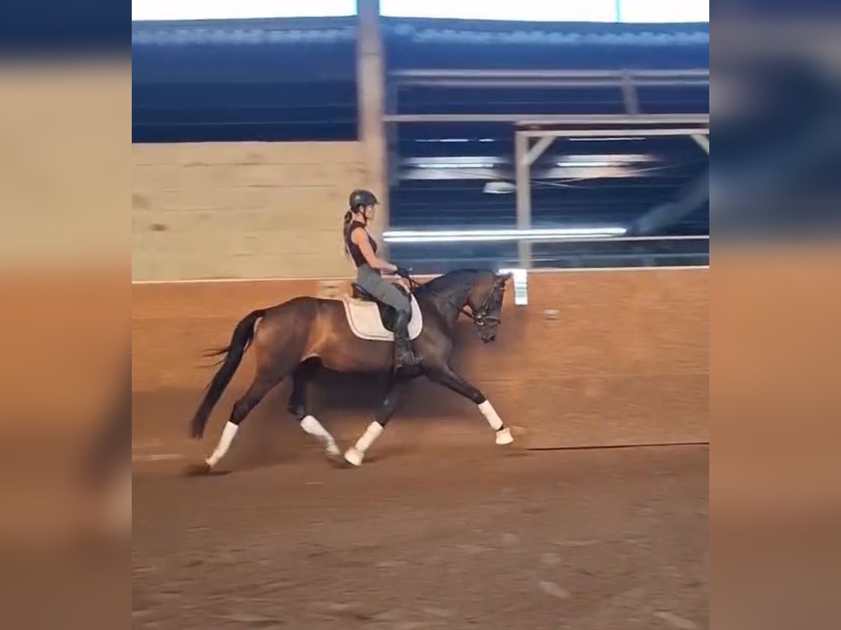 Oldenburger Merrie 4 Jaar 165 cm Donkerbruin in Ludwigslust