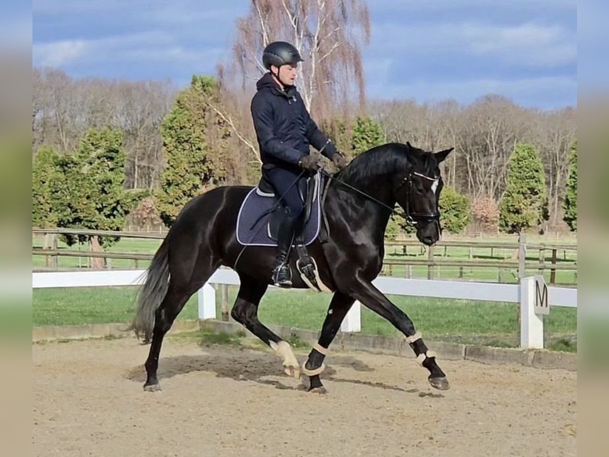 Oldenburger Merrie 4 Jaar 165 cm Zwart in Homberg (Ohm)