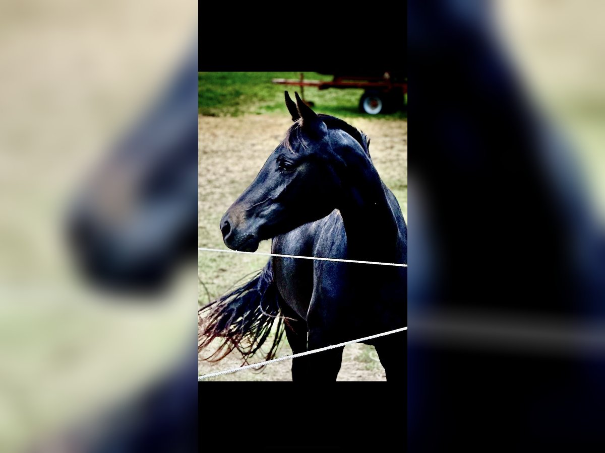 Oldenburger Merrie 4 Jaar 165 cm Zwartbruin in Perl