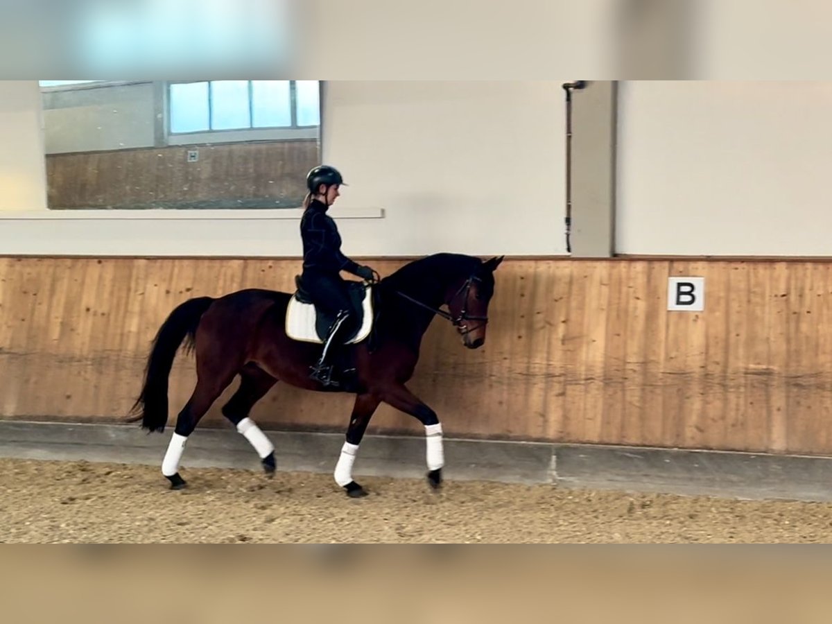 Oldenburger Merrie 4 Jaar 166 cm Bruin in Rottenburg an der Laaber