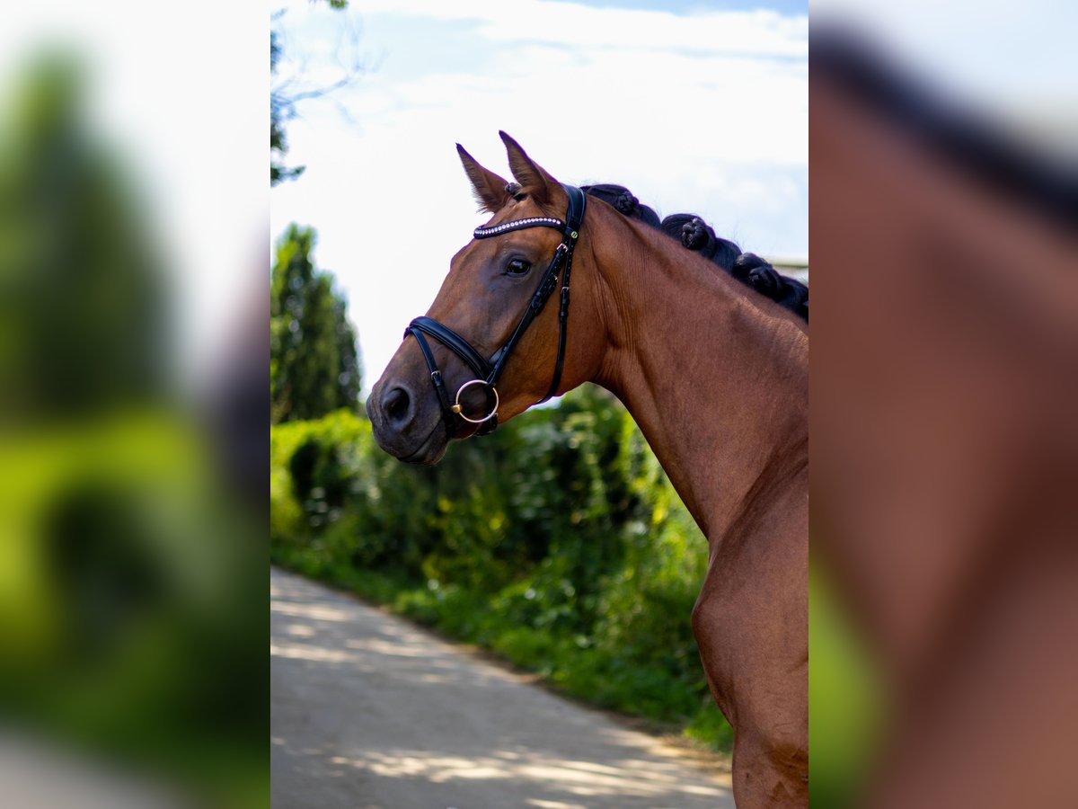 Oldenburger Merrie 4 Jaar 166 cm Bruin in Wintrich