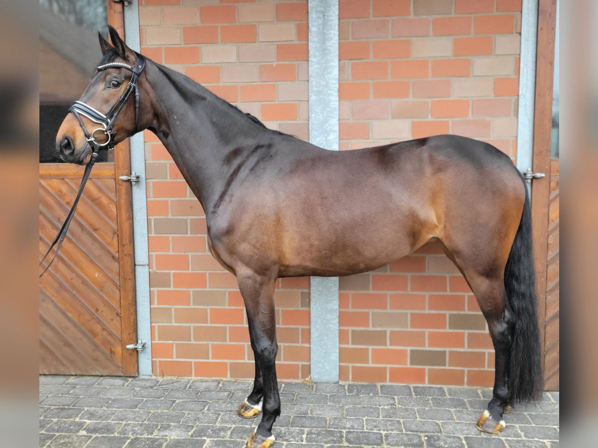 Oldenburger Merrie 4 Jaar 166 cm Donkerbruin in Vechta