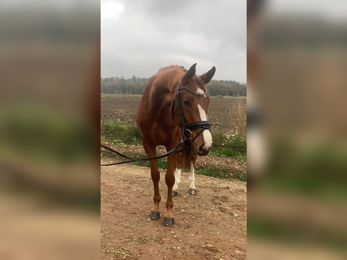 Oldenburger Merrie 4 Jaar 166 cm Vos in Rochau