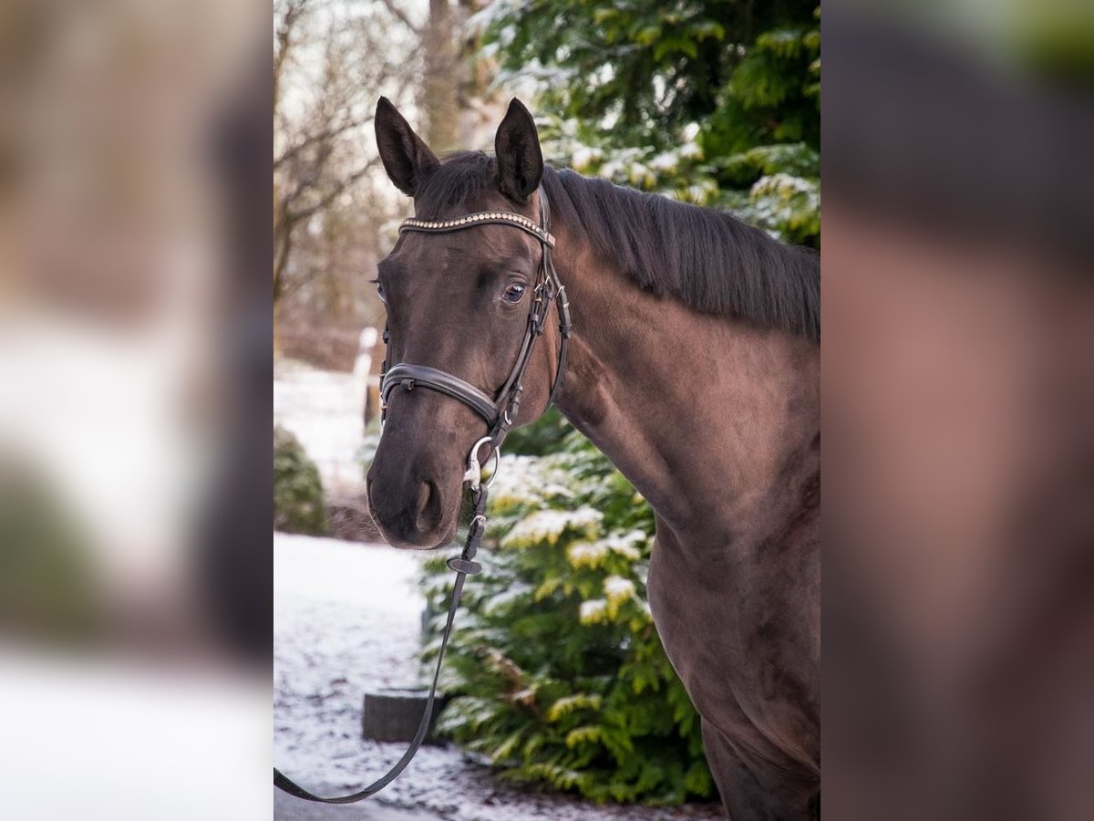 Oldenburger Merrie 4 Jaar 166 cm Zwart in Berne