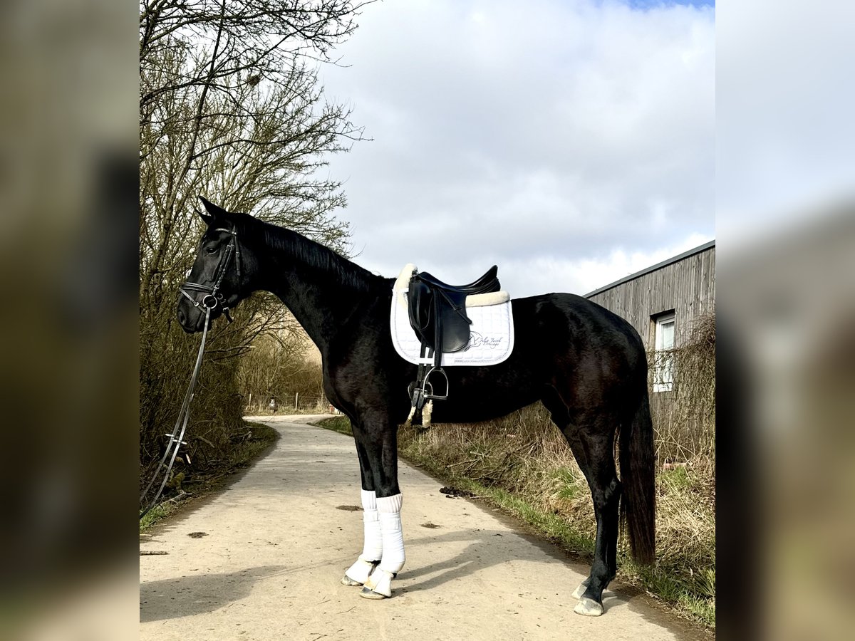 Oldenburger Merrie 4 Jaar 166 cm Zwart in Roeser