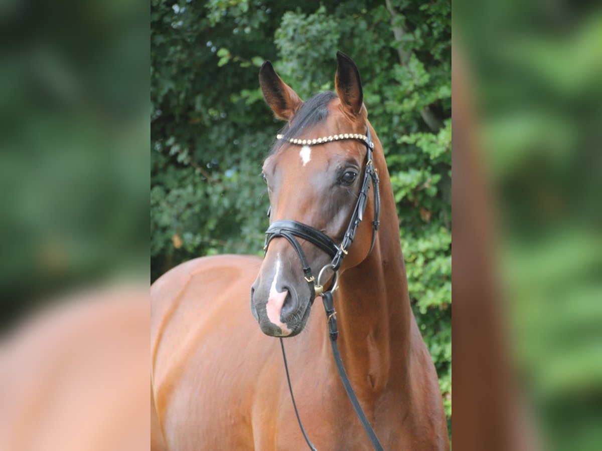 Oldenburger Merrie 4 Jaar 167 cm Bruin in Damme